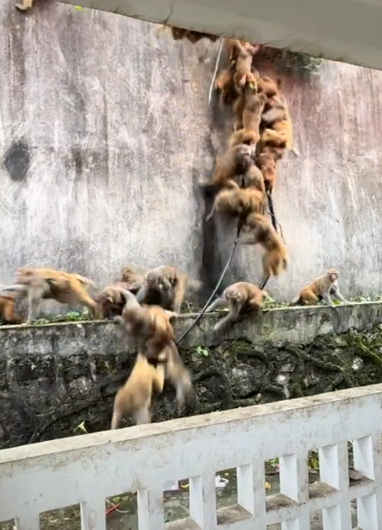 Hàng trăm con khỉ bất ngờ lao xuống núi với tốc độ chóng mặt: Hiện tượng lạ khiến người dân hoang mang- Ảnh 2.