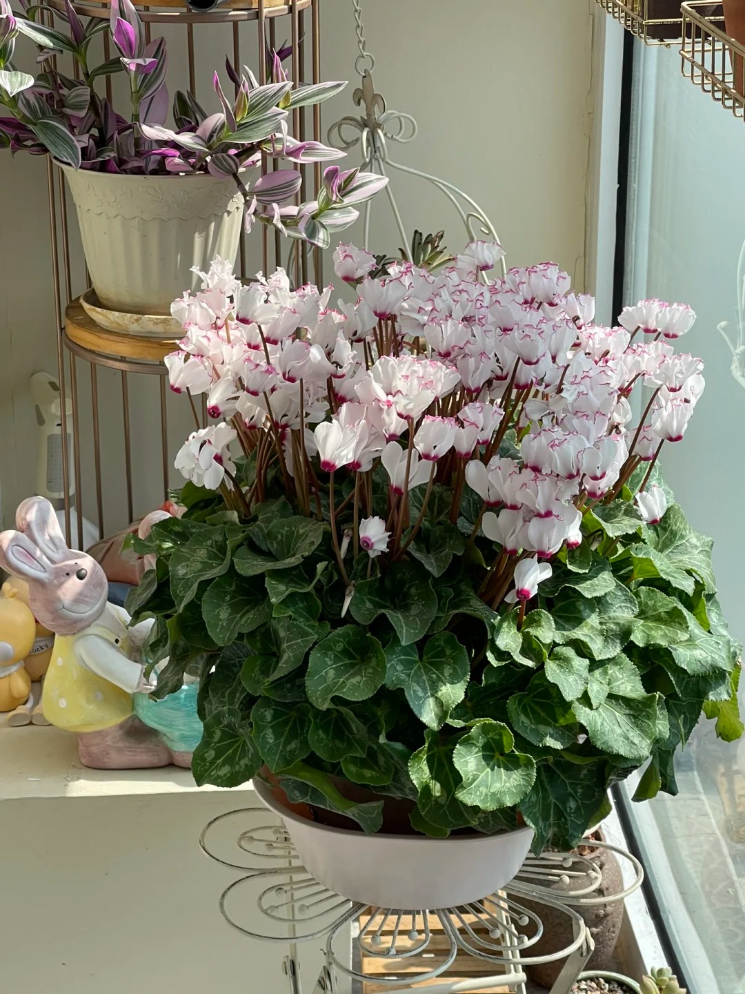 Hoa anh thảo đang hot, vừa dễ trồng lại giúp nhà thêm phúc khí, hoa nở từ Noel đến sau Tết, chị em tha hồ mà chơi- Ảnh 2.