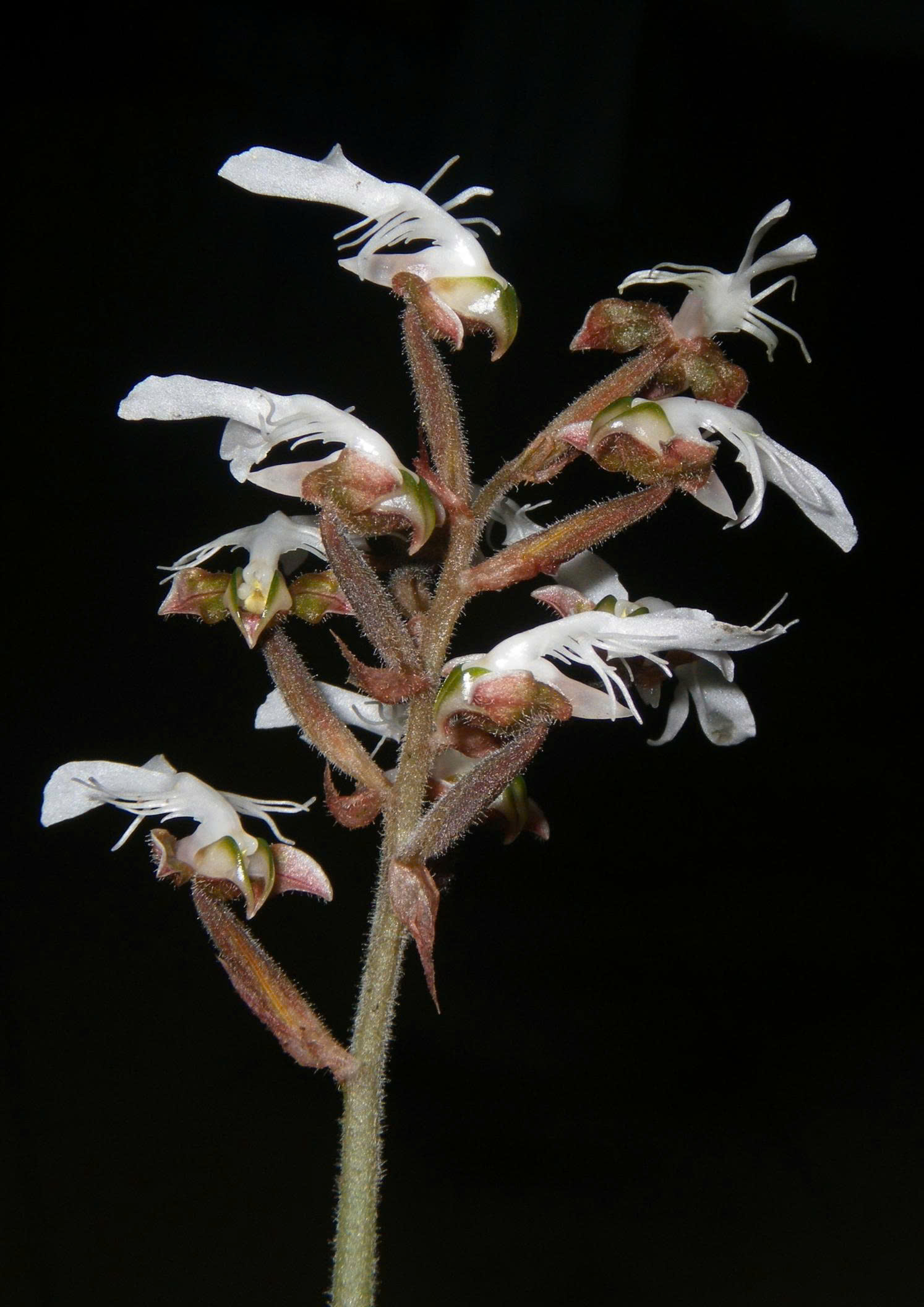 Hoa lan quý hiếm đã nở trên rừng đặc dụng Pù Luông - Ảnh 1.