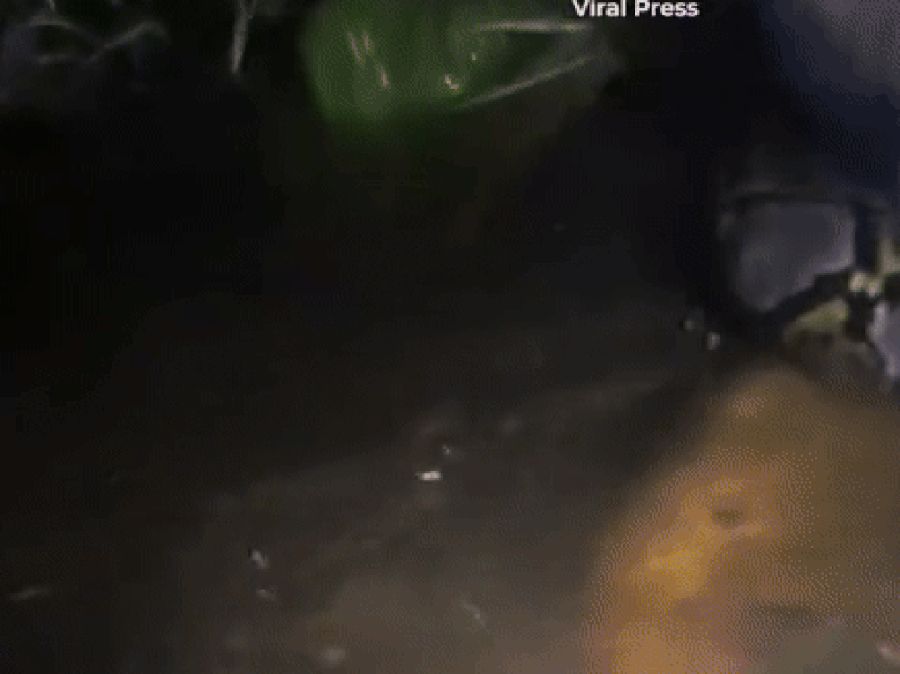 Hướng dẫn viên du lịch bị con trăn dài 6m kéo xuống nước, siết chặt vào cổ - 1