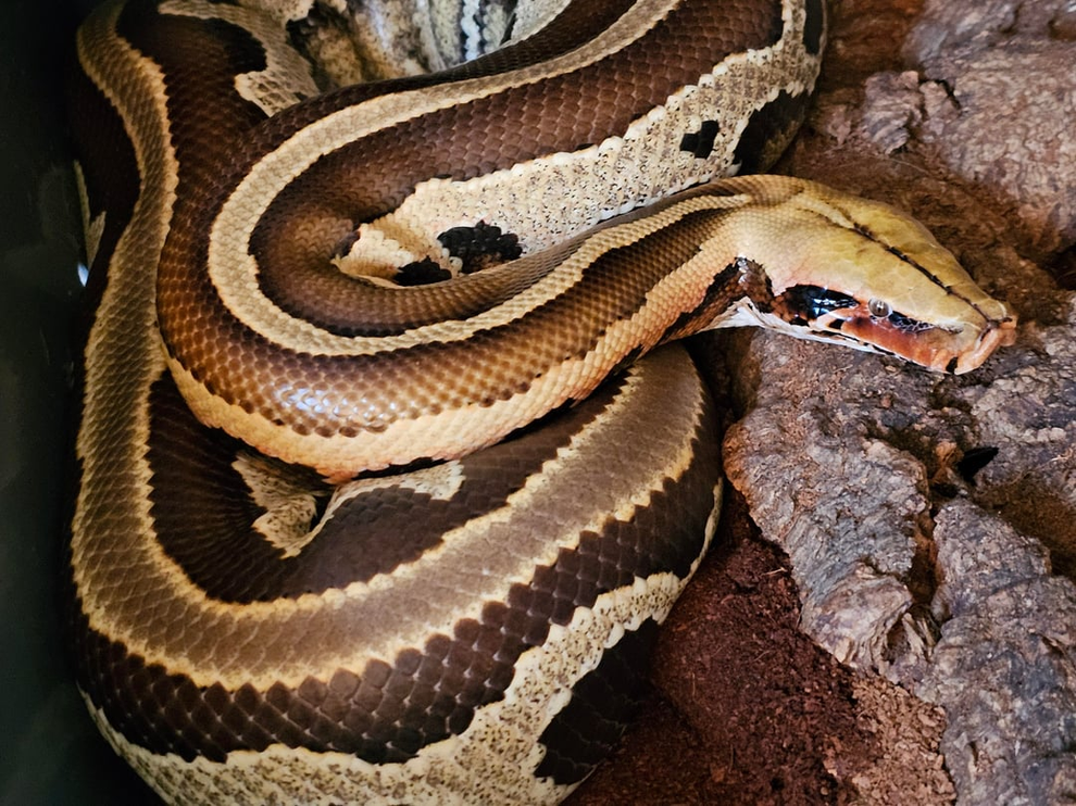 Hướng dẫn viên du lịch bị con trăn dài 6m kéo xuống nước, siết chặt vào cổ - 2