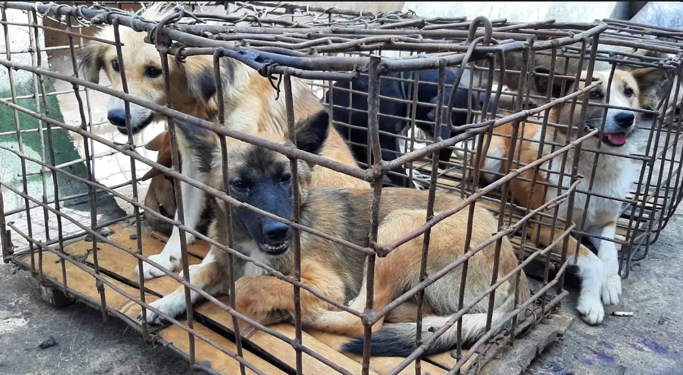 Jakarta ra tối hậu thư cho các lò mổ, chấm dứt việc buôn bán thịt chó  - Ảnh 1.