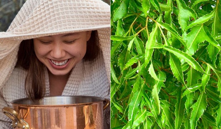 Xông lá đinh lăng hỗ trợ giải cảm cúm, nhức đầu...