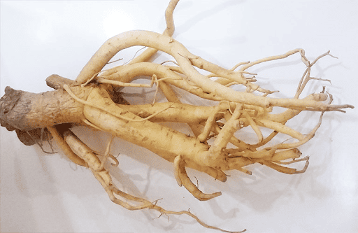 Rễ đinh lăng chứa chất chống oxy hóa, bảo vệ gan, kích thích miễn dịch...