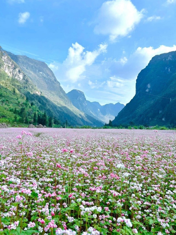 Lang thang miền Bắc theo mùa hoa dịp cuối năm - 1