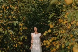 Về cao nguyên Mộc Châu mùa thu, đón mùa hồng chín và đồi cỏ hồng rực rỡ