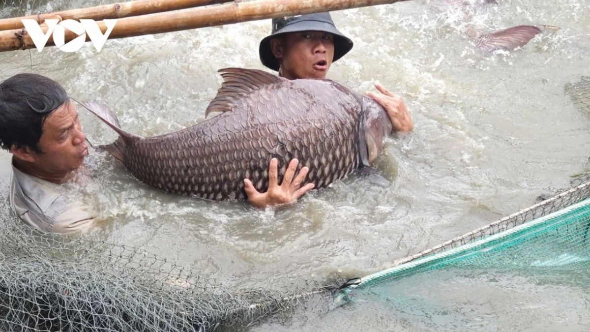 Lão nông U80 thuần hóa “thủy quái” sông Mê Kông suýt tuyệt chủng, trở thành tỷ phú- Ảnh 1. Lão nông U80 thuần hóa “thủy quái” sông Mê Kông suýt tuyệt chủng, trở thành tỷ phú- Ảnh 1.