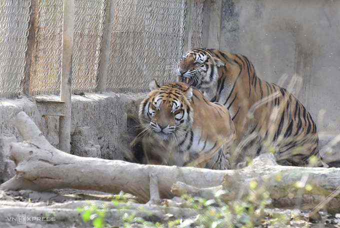 Đàn hổ của gia đình ông Nguyễn Mậu Chiến ở xã Xuân Tín. Ảnh: Lê Hoàng