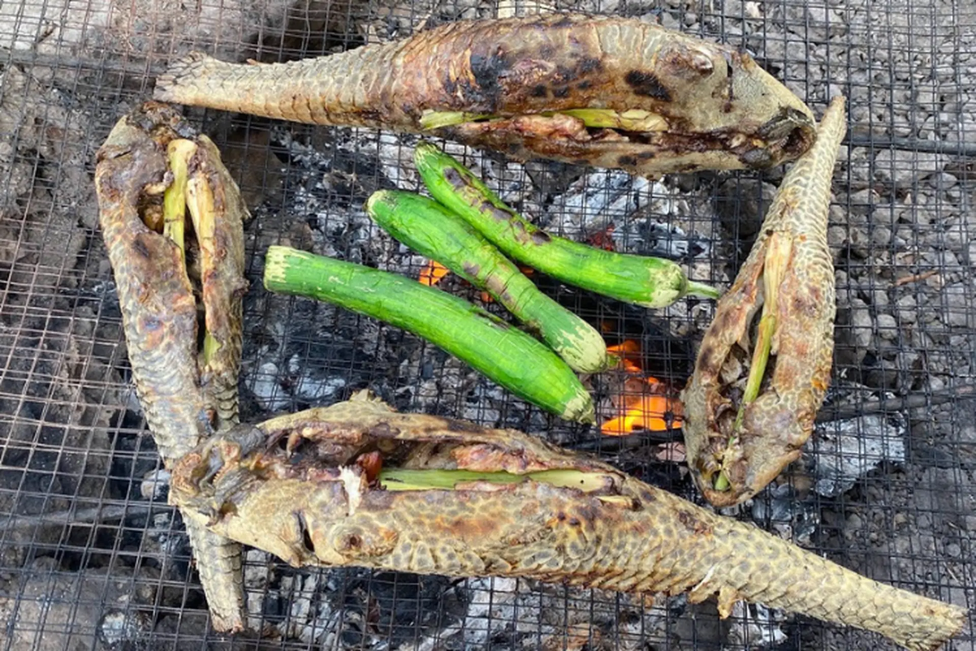 Loài cá nghe tên lạ có vẻ ngoài xấu xí là đặc sản độc lạ miền Tây, xưa bị ghét bỏ nay người dân lùng ăn 3 Loài cá nghe tên lạ có vẻ ngoài xấu xí là đặc sản độc lạ miền Tây, xưa bị ghét bỏ nay người dân lùng ăn - 3