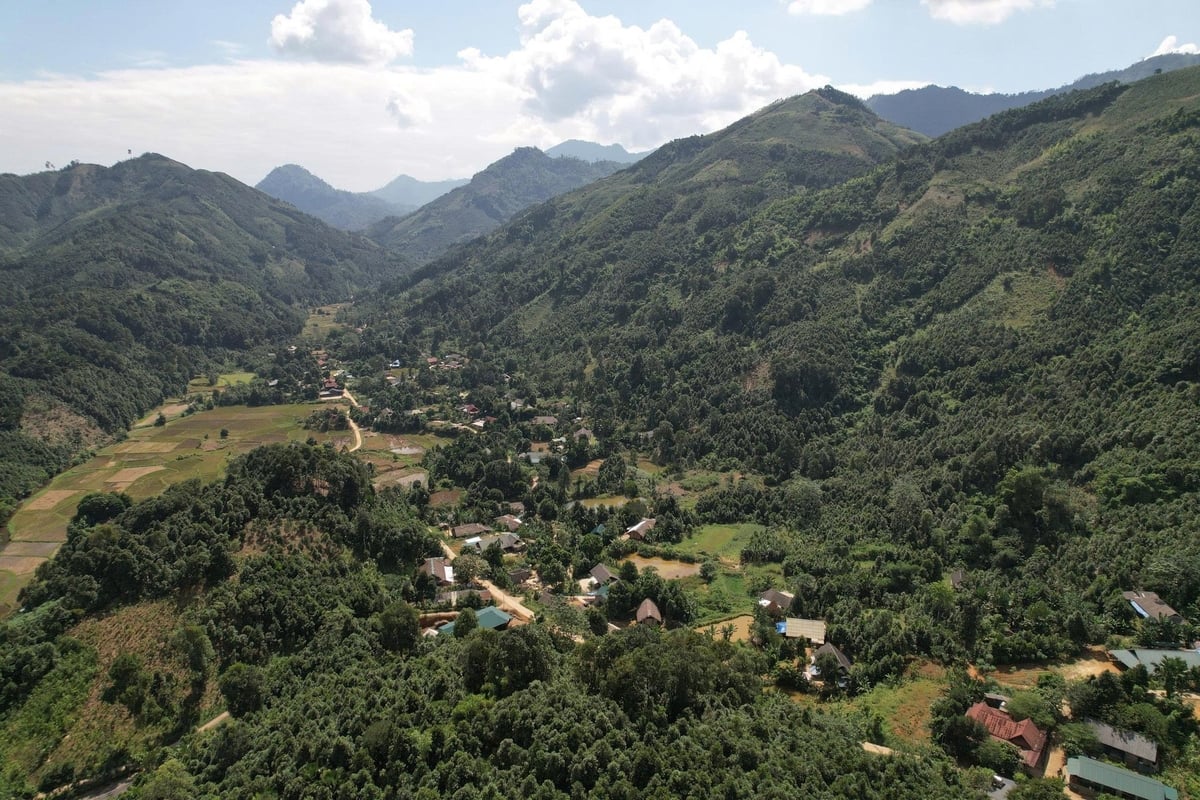 Loài cây làm giàu mệnh danh “cây hạnh phúc”, đưa Việt Nam vào nhóm Top 3 toàn cầu- Ảnh 1.