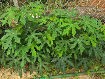 Loại rau giòn ngọt như mì chính nhưng 90% người không biết, đem nấu món gì cũng ngon vì cực gây nghiện