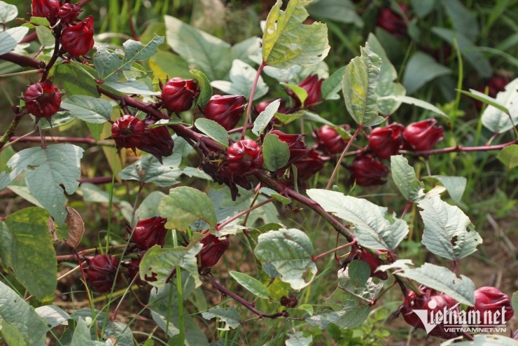 Loại thảo dược có tác dụng hỗ trợ người đái tháo đường, giảm mỡ máu. Ảnh: N.Huyền 