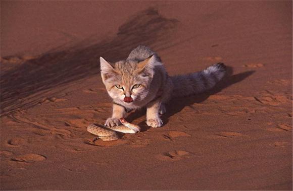 mèo sa mạc