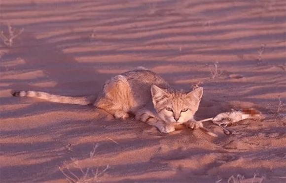 mèo sa mạc
