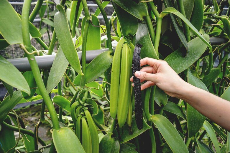 Loại quả đắt đỏ bậc nhất thế giới, giá 15.000.000 đồng/kg, cho vào món ăn là thơm nức, Việt Nam đã trồng thành công mà giá rẻ - 1