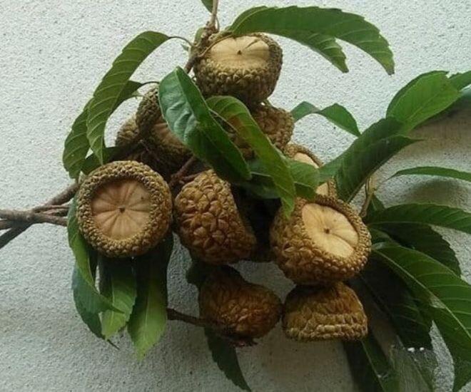 Loại quả phải dùng búa để ăn, xưa đầy không ai nhặt nay chưa rụng đã có người amp;#34;sănamp;#34;, hàng không có mà bán - 1