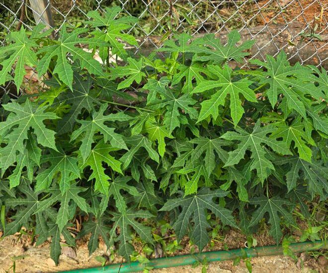 Loại rau giòn ngọt như mì chính nhưng 90% người không biết, đem nấu món gì cũng ngon vì cực gây "nghiện" 1 Loại rau giòn ngọt như mì chính nhưng 90% người không biết, đem nấu món gì cũng ngon vì cực gây amp;#34;nghiệnamp;#34; - 1