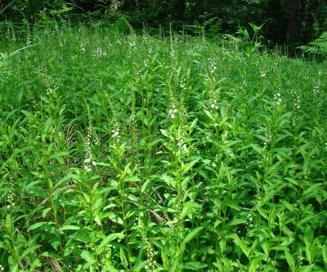 Loại rau tên đẹp như những vì sao lại là rau dại mọc đầy xưa chỉ người nghèo ăn, nay mới biết là vị thuốc quý 1 Loại rau tên đẹp như những vì sao lại là rau dại mọc đầy xưa chỉ người nghèo ăn, nay mới biết là vị thuốc quý - 1