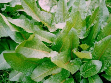 Loại rau tên đẹp như những vì sao lại là rau dại mọc đầy xưa chỉ người nghèo ăn, nay mới biết là vị thuốc quý 5 Loại rau có tên như chuột kêu xưa mọc hoang không ai ngó ngàng, nay thành đặc sản sang chảnh giá hàng trăm nghìn/kg