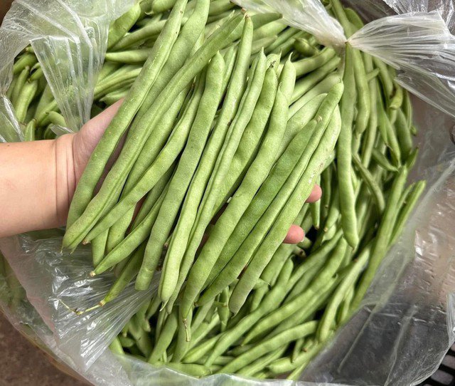 Loại rau vào mùa đông càng ngon, giúp ổn định đường huyết, thêm mẹo này khi chế biến ăn là nghiền” 1 Đậu cô ve vào ngày đông càng ngon ngọt hơn. Ảnh PT