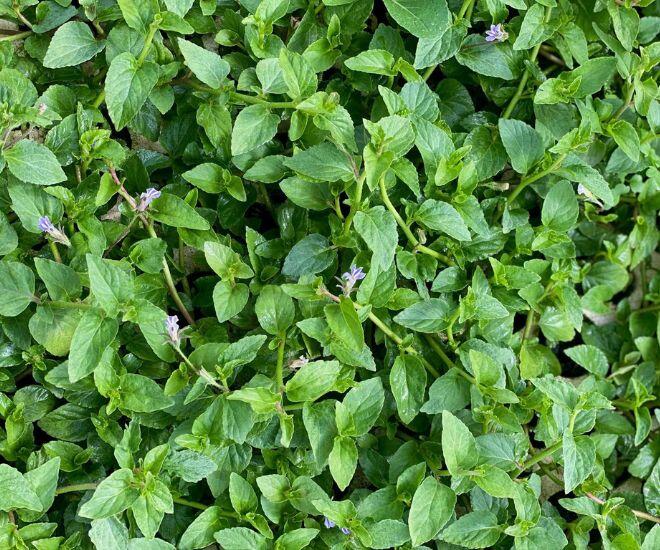 Loại rau xưa bị coi là "rác" nay thành đặc sản chị em thành phố lùng mua, 120.000đ/kg bán vẫn "đắt như tôm tươi" 1 Loại rau xưa bị coi là amp;#34;rácamp;#34; nay thành đặc sản chị em thành phố lùng mua, 120.000đ/kg bán vẫn amp;#34;đắt như tôm tươiamp;#34; - 1