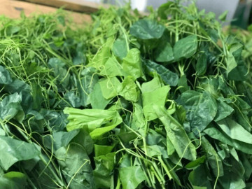 Loại rau xưa bị coi là "rác" nay thành đặc sản chị em thành phố lùng mua, 120.000đ/kg bán vẫn "đắt như tôm tươi" 5 Loại rau khiến khách bịt mũi bỏ chạy lại thành đặc sản xuất khẩu sang Mỹ nhờ hương vị lạ và siêu bổ dưỡng