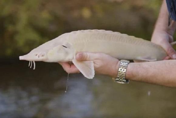 Trứng cá tầm, giá trứng cá tầm