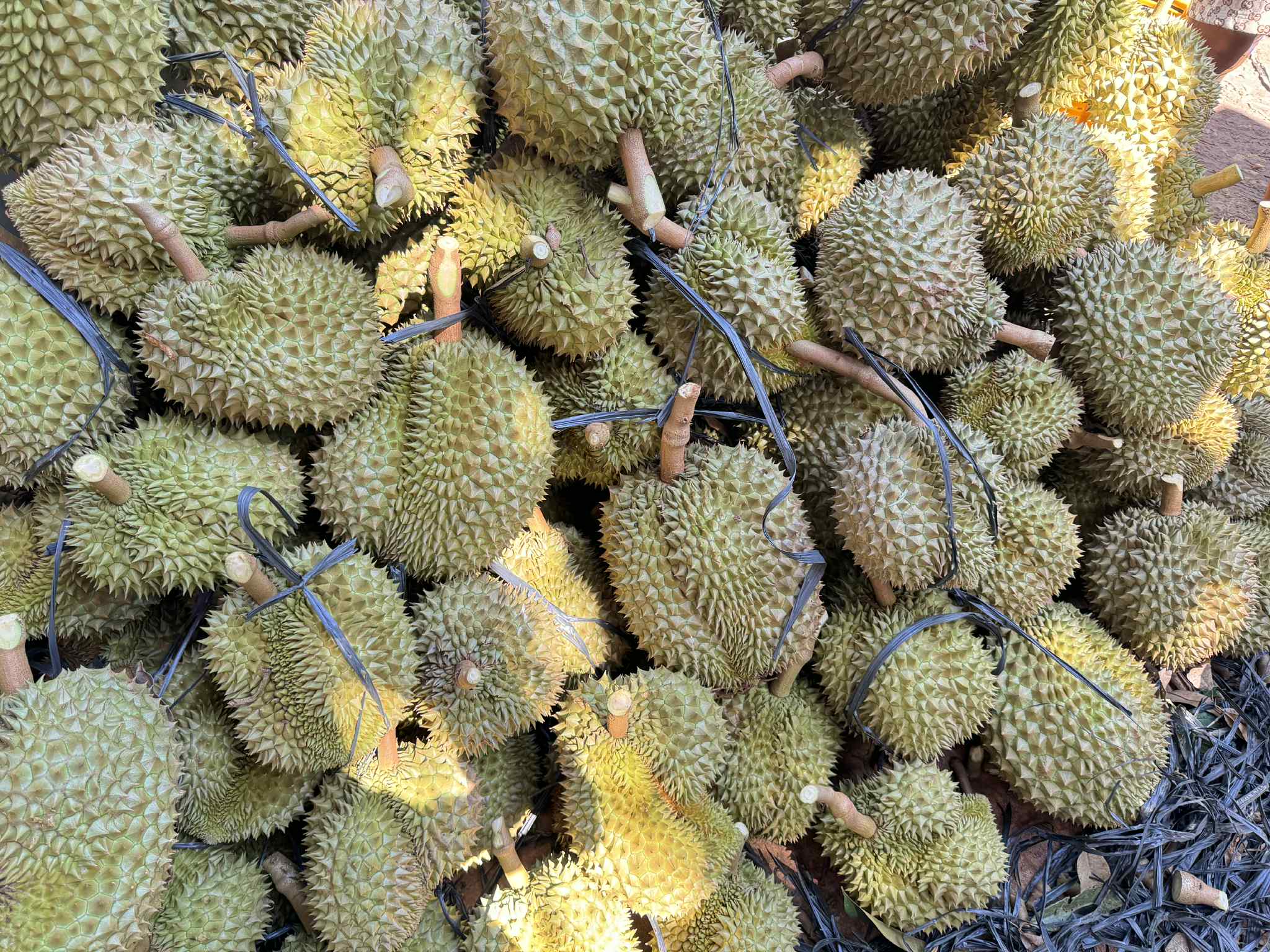 Góc khuất của xuất khẩu sầu riêng sang Trung Quốc từ vụ 17 bị can bị khởi  - Ảnh 1.