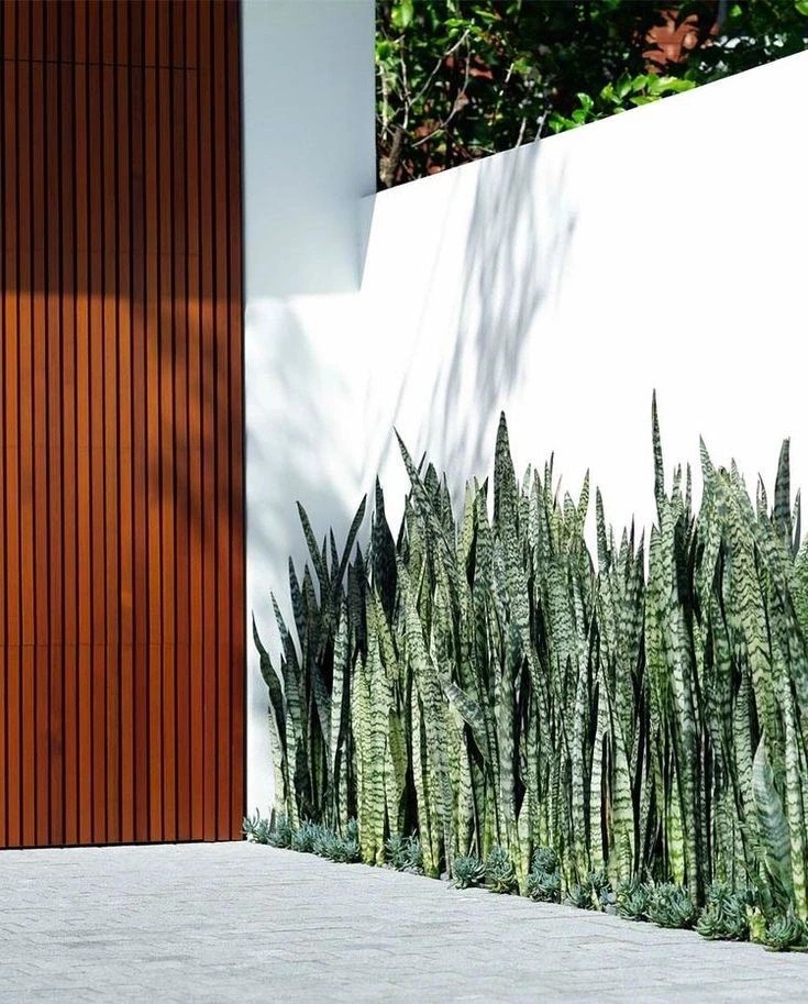 Lưỡi hổ - cây hút tài hay phá tài? cách đặt cây trong nhà đúng phong thủy - Ảnh 1.