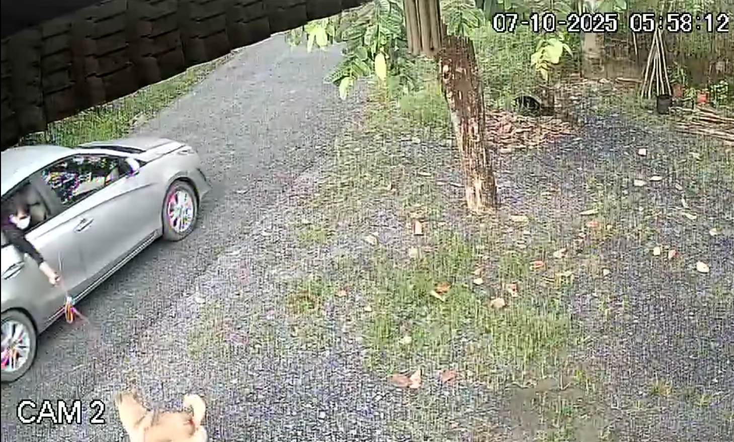 Trộm chó mèo hoành hành ở TP.HCM: Manh động, liều lĩnh giữa ban ngày- Ảnh 3.