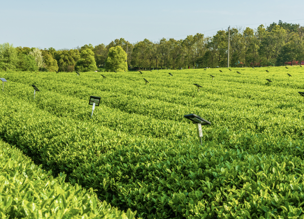 Matcha “đốt cháy” thị trường FB Việt Nam, cuộc chơi tỷ USD hình thành - 2