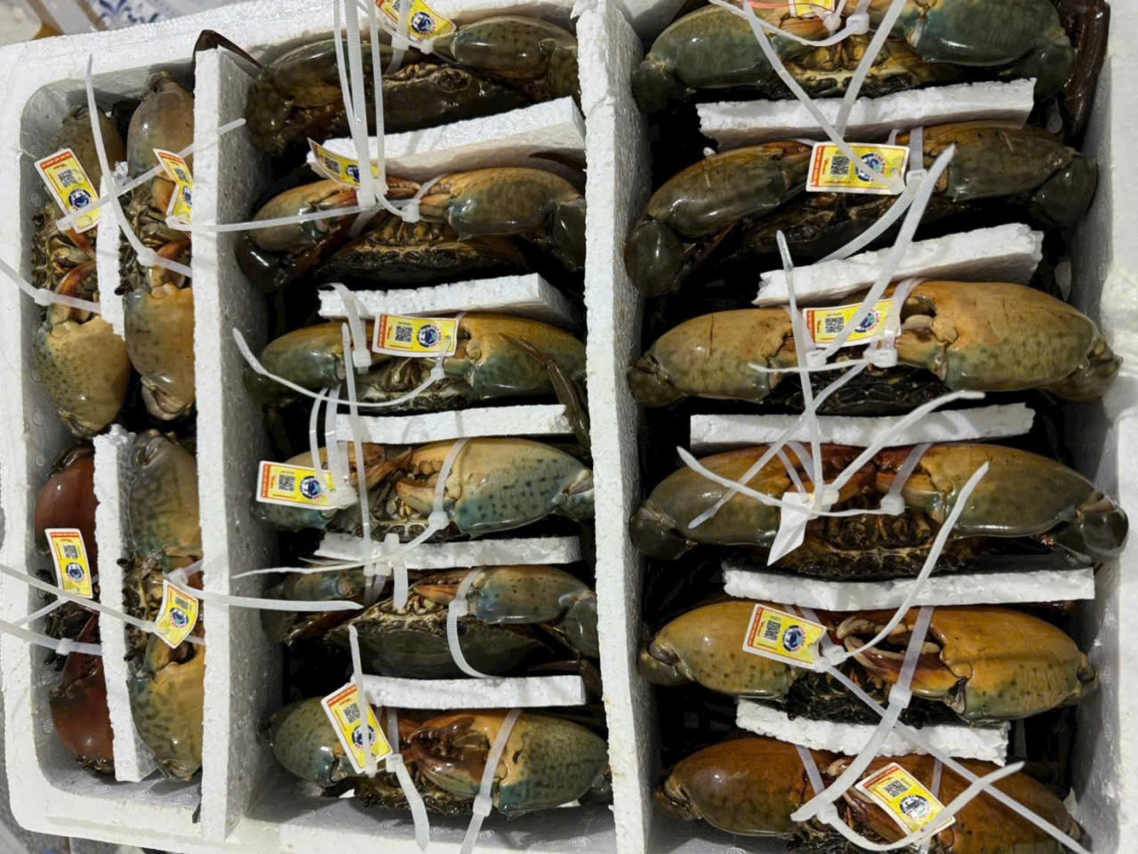 Liên kết chuỗi để nâng tầm xuất khẩu chính ngạch cua Cà Mau  - Ảnh 3.