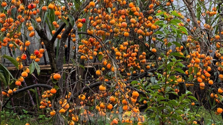 Mộc Châu mùa hồng chín, ai đến cũng ngẩn ngơ - 1