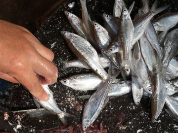 Món cá đem ủ thứ bột thơm phức thành đặc sản độc lạ ở Phú Thọ: Ăn một lần mê tới già, khách đóng thùng mua làm quà 5 Loài cá bé bằng ngón tay xưa đầy phải đem cho lợn ăn, nay thành phơi khô thành đặc sản giá đến 300.000 đồng/kg