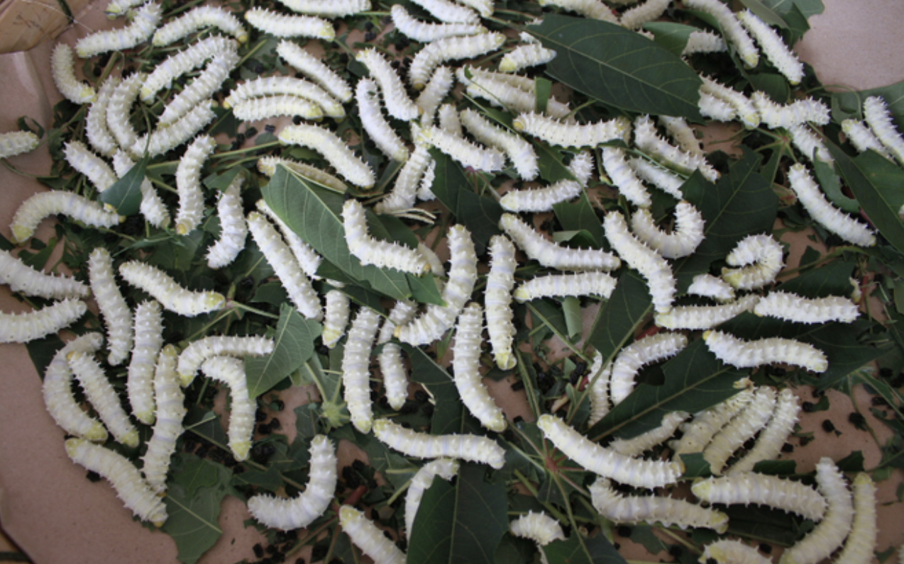 Món đặc sản Việt nhìn như 