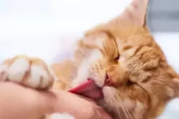 Tưởng mèo cào là chuyện nhỏ, bé trai tử vong vì bệnh dại