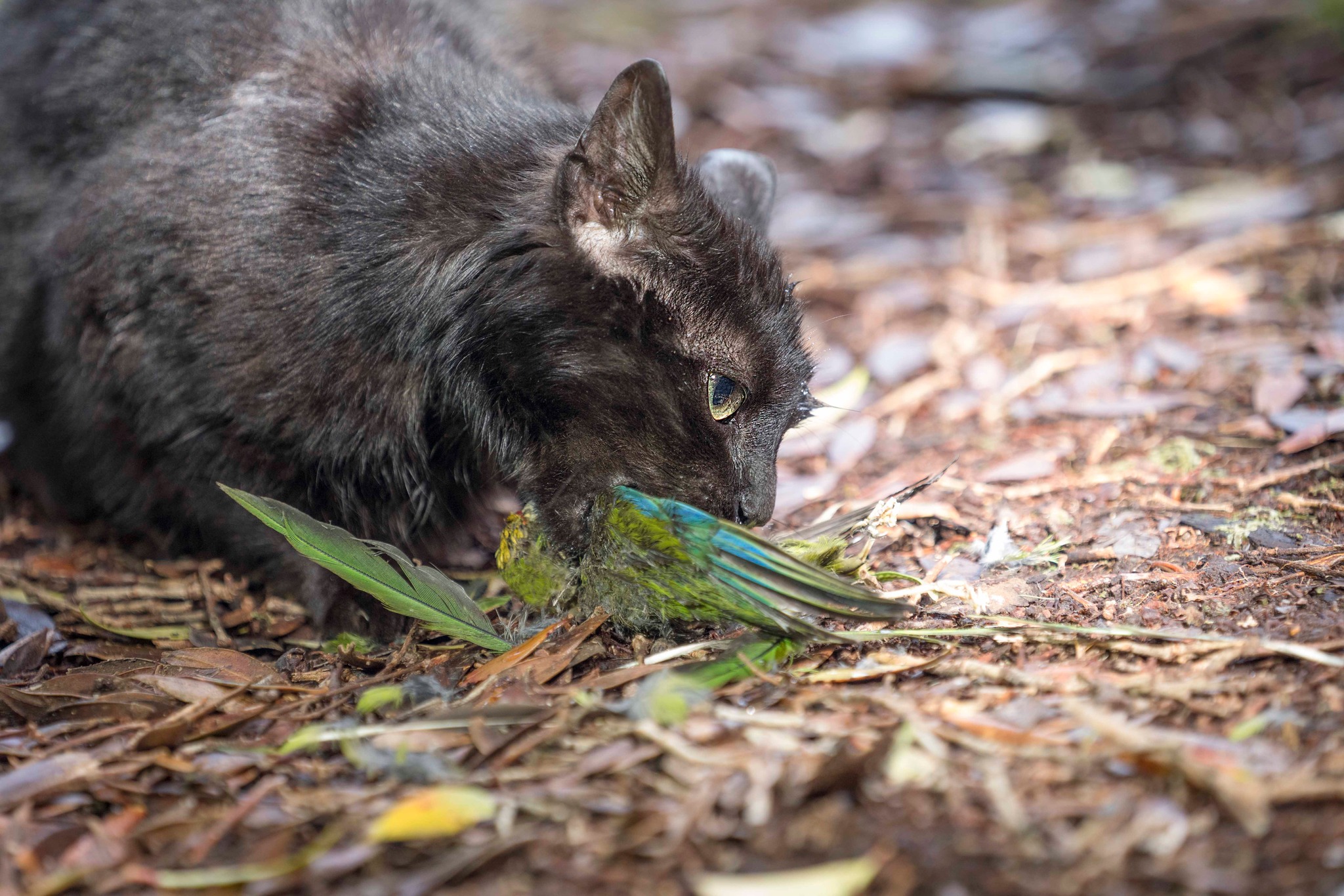 mèo hoang - Ảnh 1.