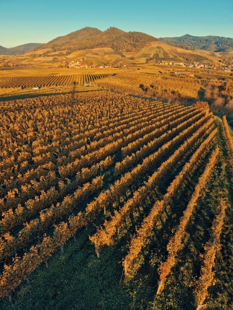 Ngắm thu ngập sắc vàng ở Rừng Đen nổi tiếng tây nam Đức - 1