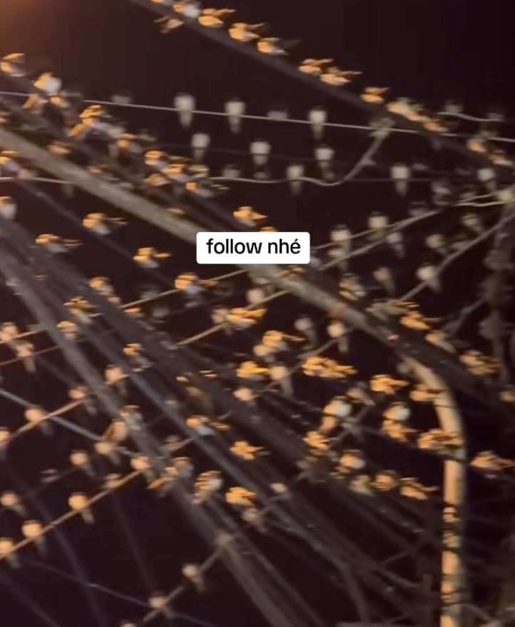 Cần Thơ: Hàng ngàn con chim én đậu chằng chịt trên dây điện báo hiệu điều gì? - Ảnh 1.