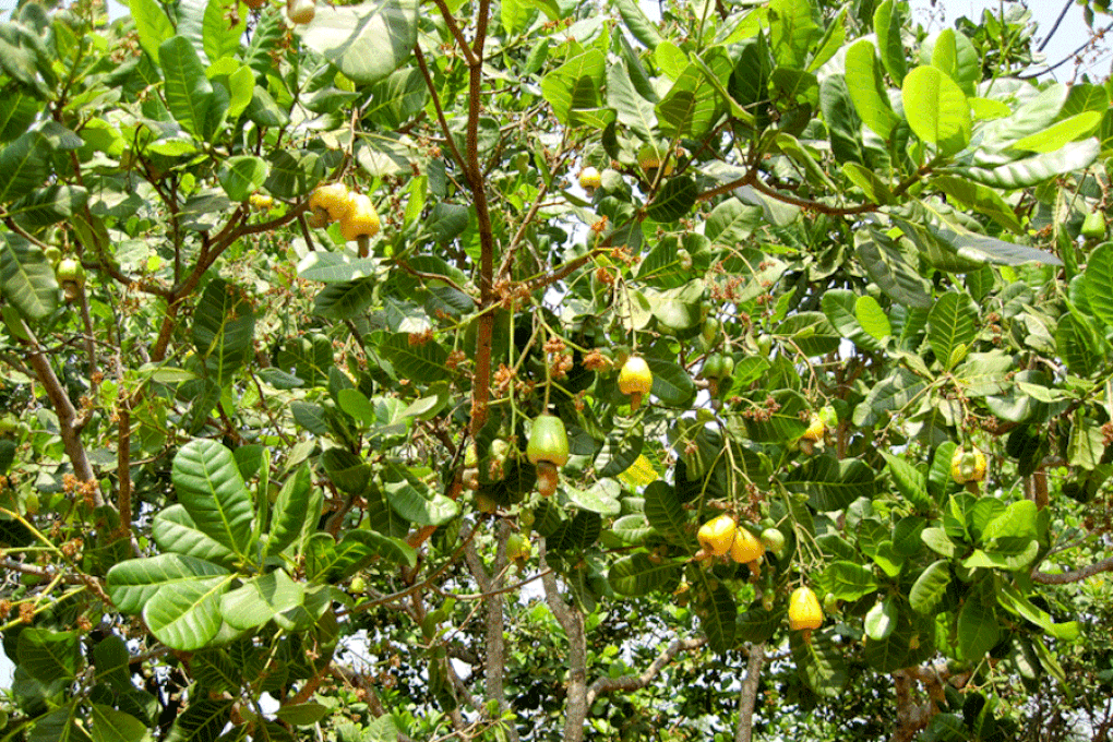 Ngành điều Việt Nam trước thách thức từ những “cơn gió ngược” châu Phi - 1