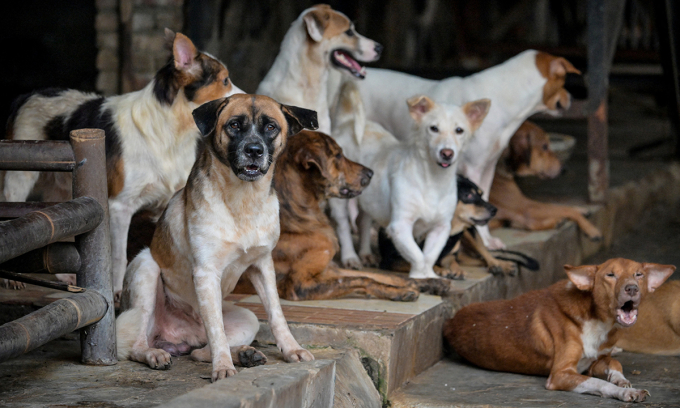 Đàn chó tại một trung tâm cứu hộ động vật ở Jakarta, Indonesia ngày 31/10. Ảnh: AFP