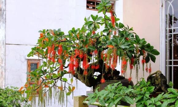 cây lộc vừng, 2 mệnh thích hợp trồng cây lộc vừng, mệnh Mộc, mệnh Hỏa, ý nghĩa cây lộc vừng