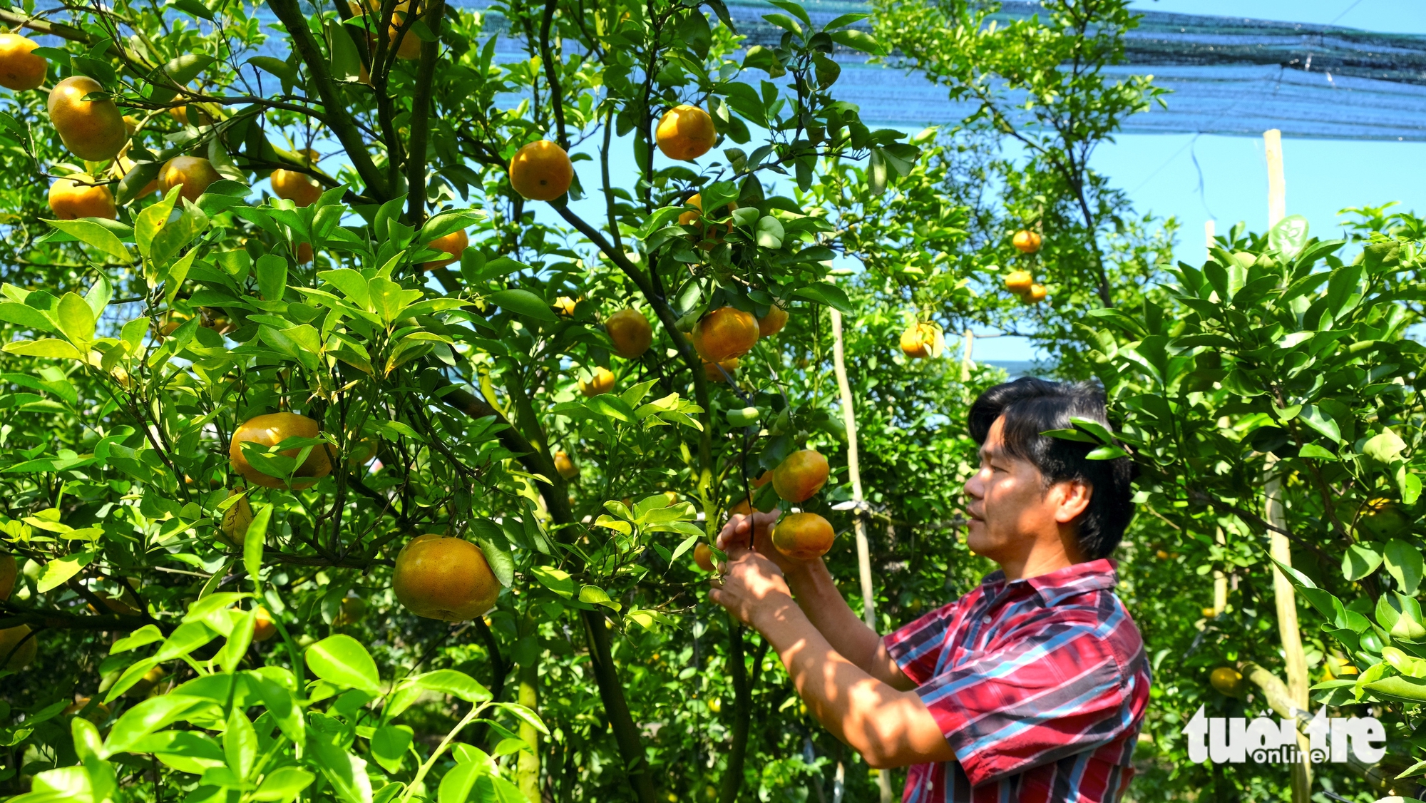 Nhà vườn Đồng Tháp tất bật vào vụ quýt Tết và mở cửa đón khách tham quan - Ảnh 1.