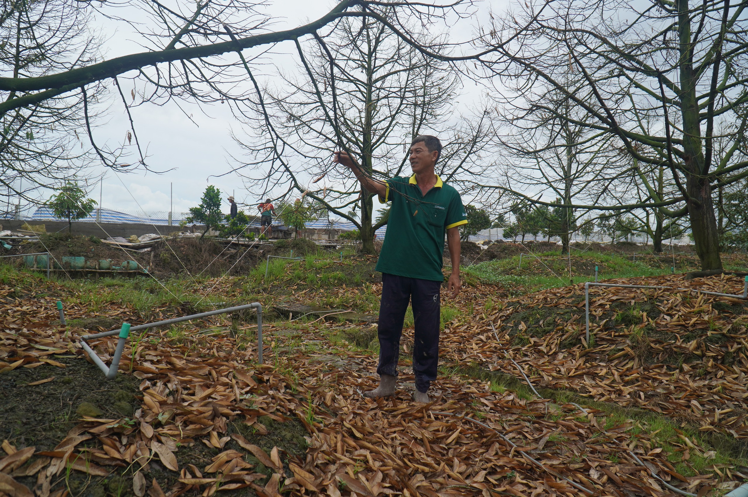 Nhà vườn trồng sầu riêng mất tiền tỉ xây tường ngăn thủy triều - Ảnh 1.