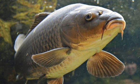 cá, ung thư, loài cá ảnh hưởng sức khỏe, loài cá bị cấm