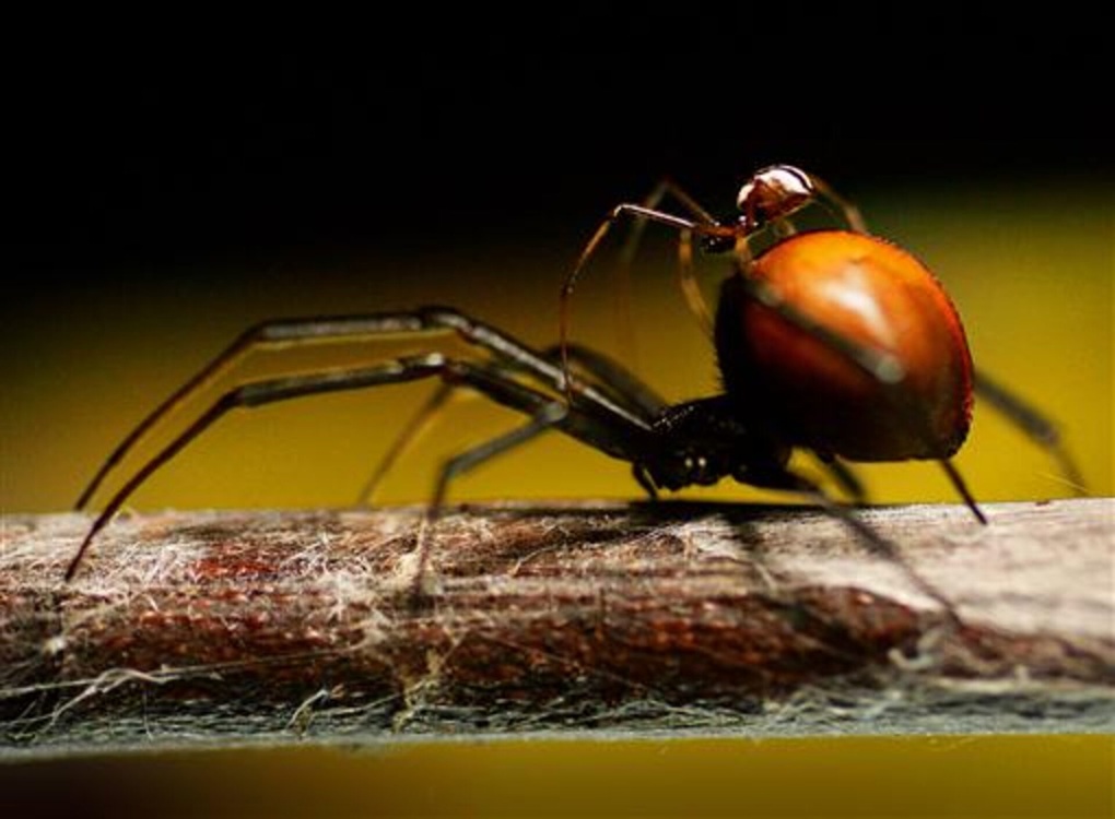 Nhật Bản cấp tập ngăn nhện độc từ căn cứ Mỹ lan ra bên ngoài - 1