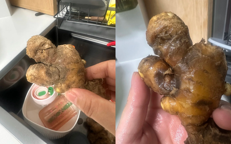 Nhiều chị em trồng gừng bonsai nhưng chẳng được mấy ngày đã thối um cả nhà, đây là lý do chí mạng - Ảnh 1.