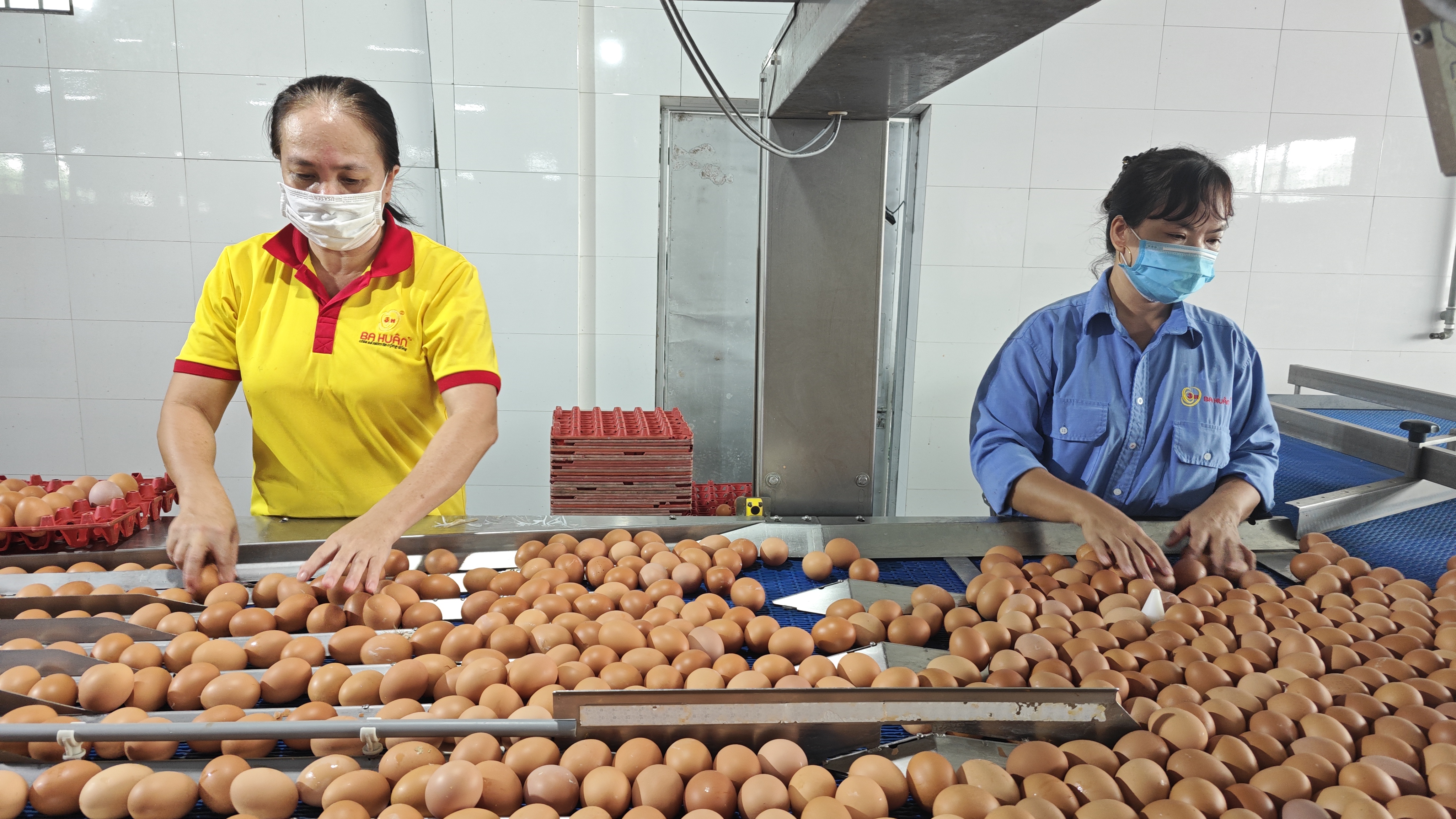 Nội tình của ngành trứng - Ảnh 1.