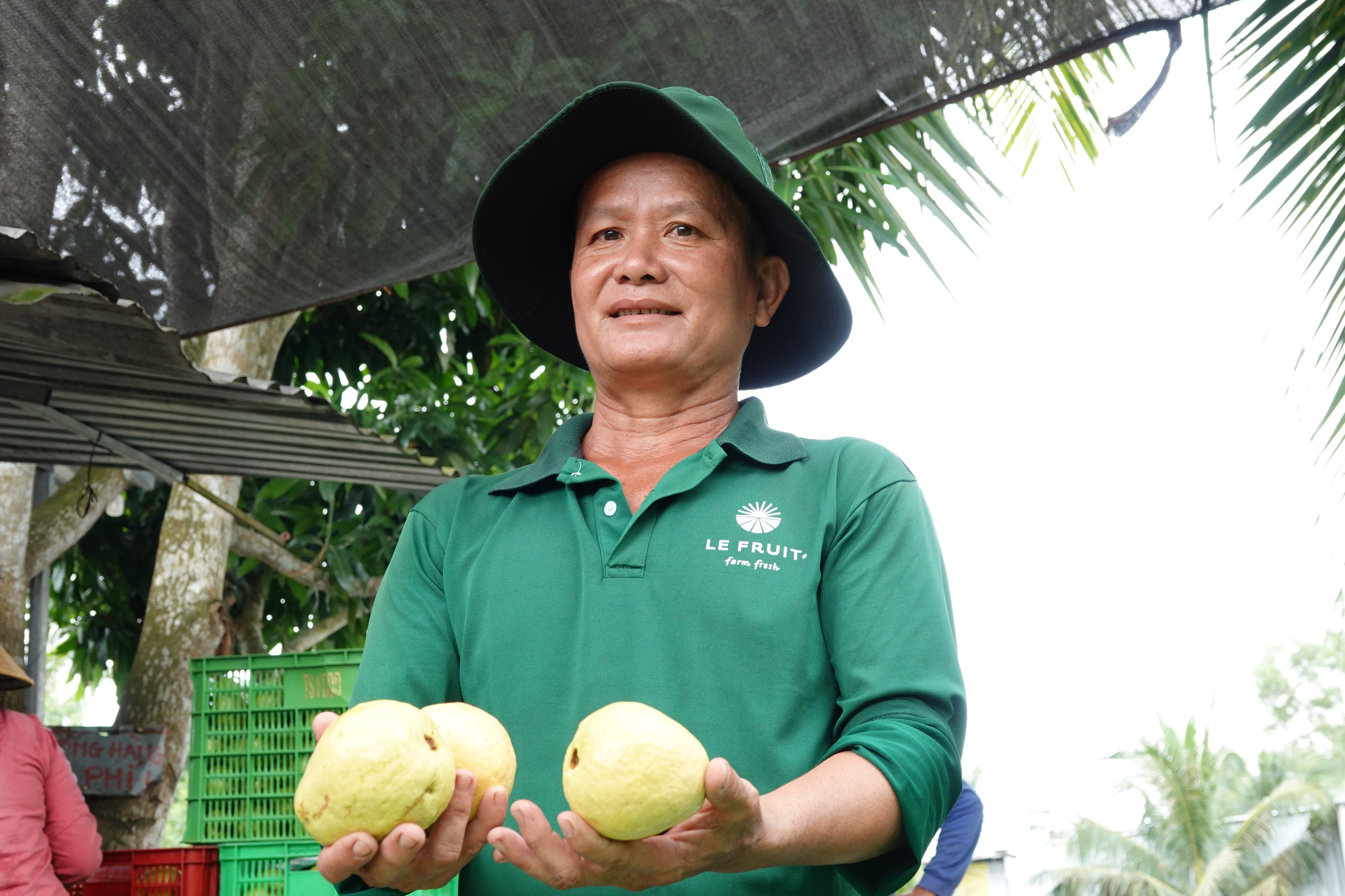 Nông dân miền Tây làm giàu nhờ trồng ổi ruột hồng- Ảnh 1.