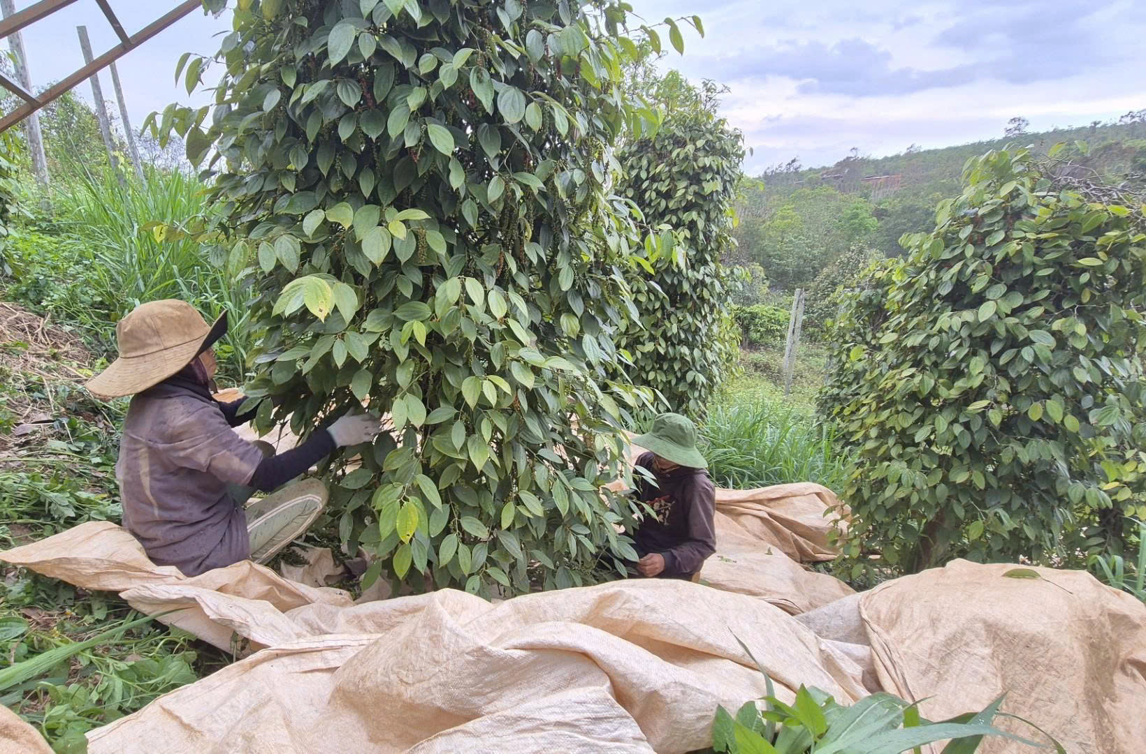 Nông sản Việt rộng cửa vào Mỹ - Ảnh 1.